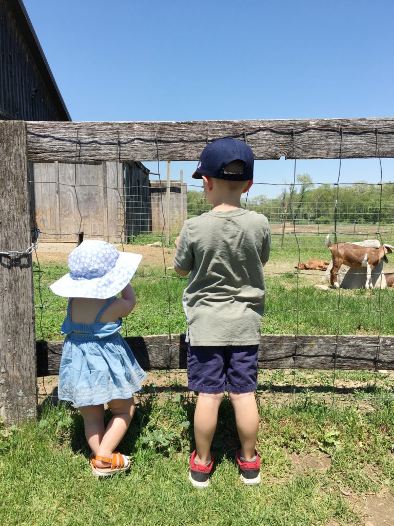 how to organize your phone photos/ photography/ family photographer/ hudson valley family photographer/ new york family photographer/ westchester family photography/ new jersey family photography/ New England family photography/ family photo inspiration/ fine art family photography/ hudson valley mini sessions